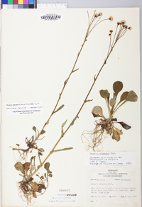 Packera obovata image