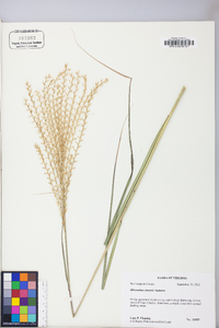 Miscanthus sinensis image