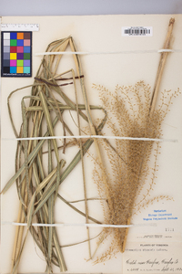 Miscanthus sinensis image