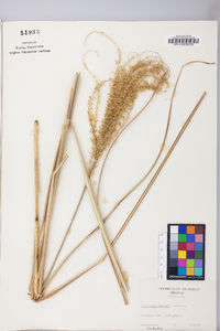 Miscanthus sinensis image