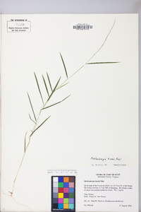 Muhlenbergia cuspidata image