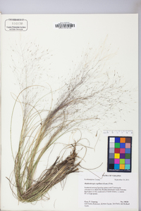 Muhlenbergia capillaris image