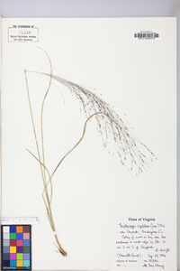 Muhlenbergia capillaris image