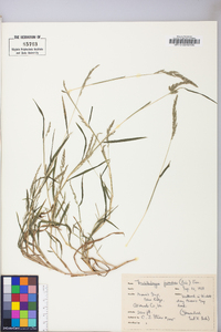 Muhlenbergia frondosa image