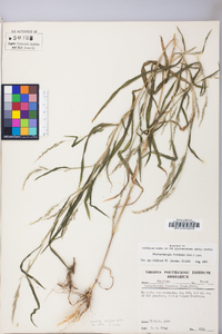 Muhlenbergia frondosa image