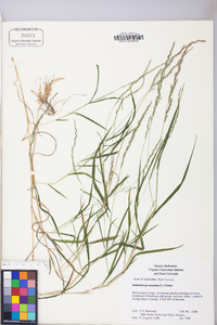 Muhlenbergia mexicana image