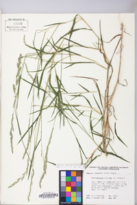 Muhlenbergia mexicana image