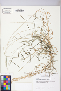 Muhlenbergia schreberi image