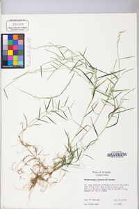 Muhlenbergia schreberi image