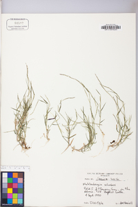 Muhlenbergia schreberi image