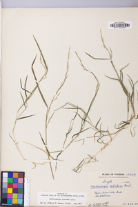 Muhlenbergia schreberi image