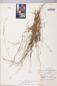 Muhlenbergia schreberi image