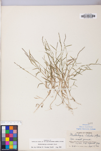 Muhlenbergia schreberi image