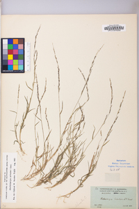 Muhlenbergia schreberi image