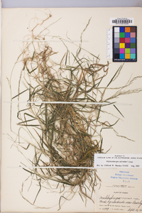 Muhlenbergia schreberi image