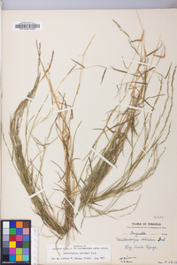 Muhlenbergia schreberi image