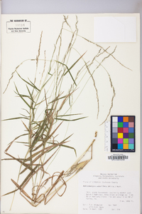 Muhlenbergia sobolifera image