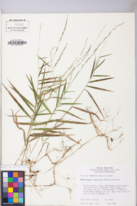 Muhlenbergia sobolifera image