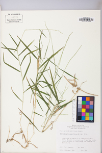 Muhlenbergia sobolifera image