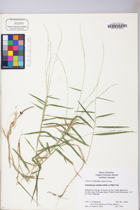 Muhlenbergia sobolifera image