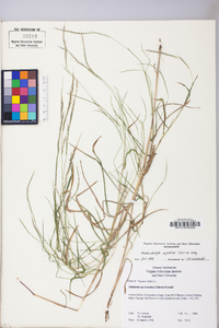 Muhlenbergia sylvatica image