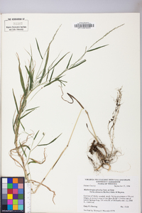 Muhlenbergia sylvatica image