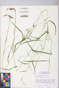 Muhlenbergia sylvatica image