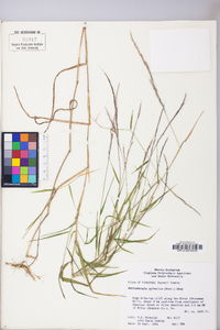 Muhlenbergia sylvatica image