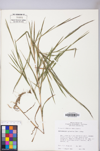 Muhlenbergia sylvatica image