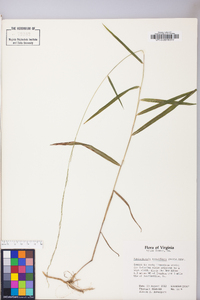 Muhlenbergia tenuiflora image