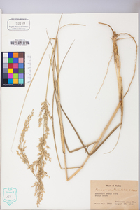 Panicum amarum subsp. amarulum image