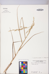 Panicum amarum subsp. amarulum image