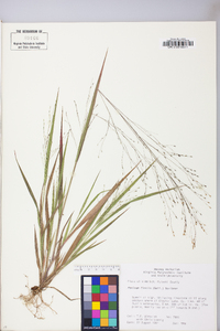 Panicum flexile image