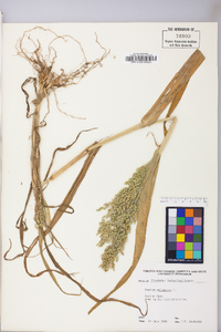 Panicum miliaceum image