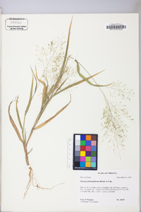 Panicum philadelphicum image