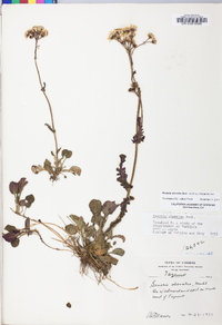 Packera obovata image