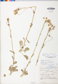 Packera obovata image