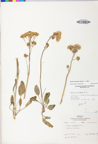 Packera tomentosa image