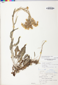 Packera tomentosa image