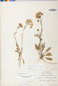 Packera tomentosa image