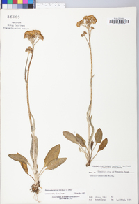 Packera tomentosa image