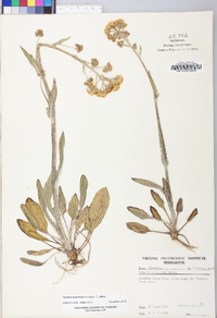 Packera tomentosa image