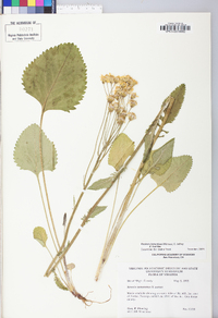 Packera tomentosa image