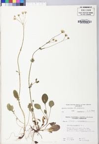 Packera obovata image