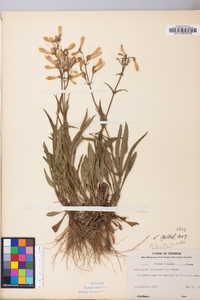 Penstemon hirsutus image