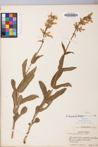 Penstemon hirsutus image