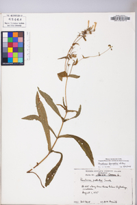 Penstemon laevigatus image