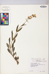 Penstemon laevigatus image