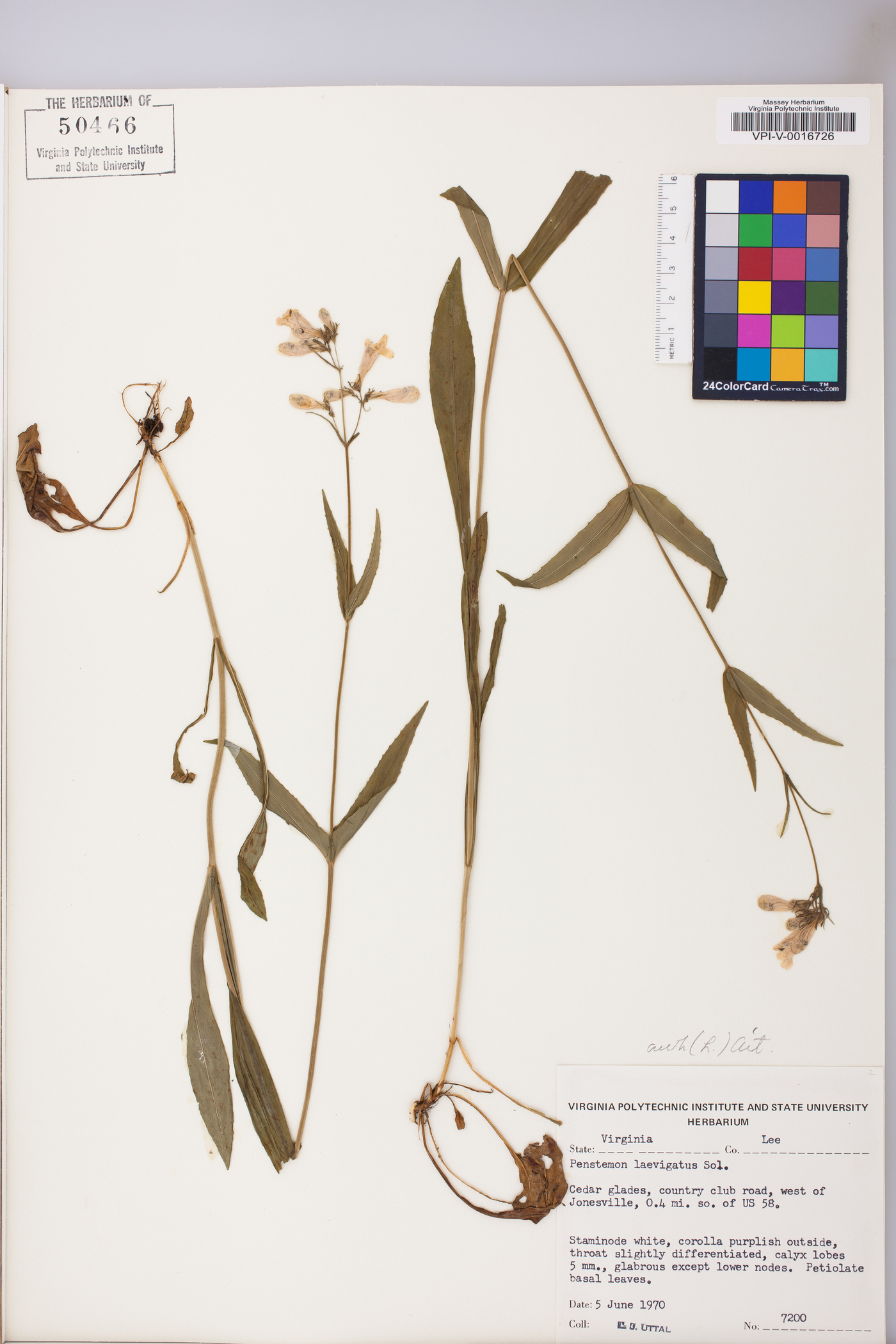 Penstemon laevigatus image