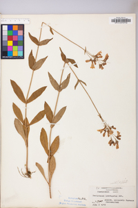 Penstemon laevigatus image